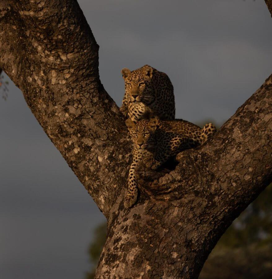 Leopard Hills Private Game Reserve Sabi Sand Vadrezervátum Kültér fotó