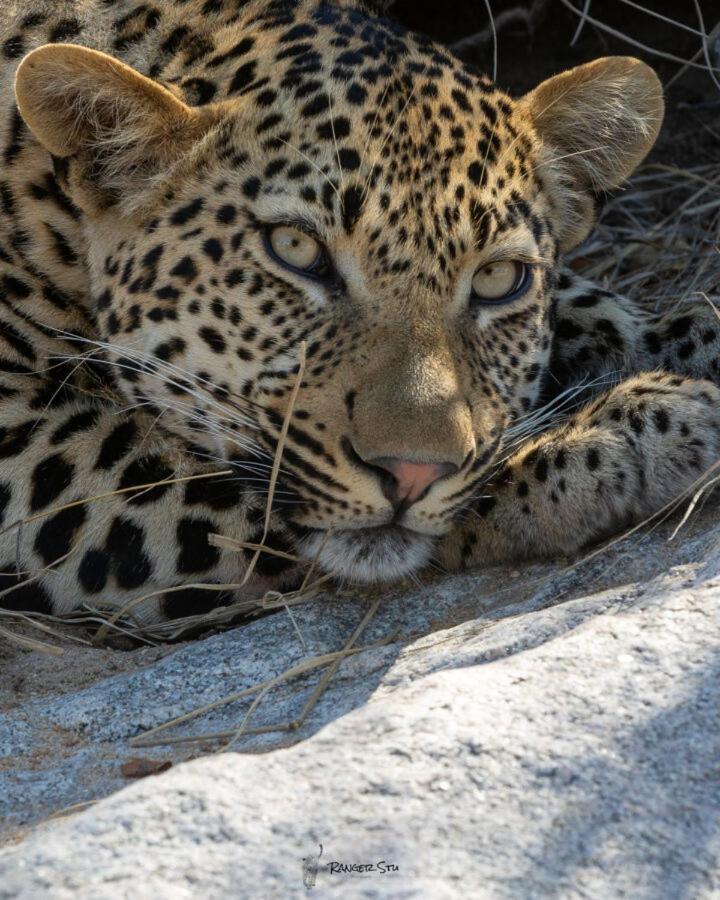 Leopard Hills Private Game Reserve Sabi Sand Vadrezervátum Kültér fotó