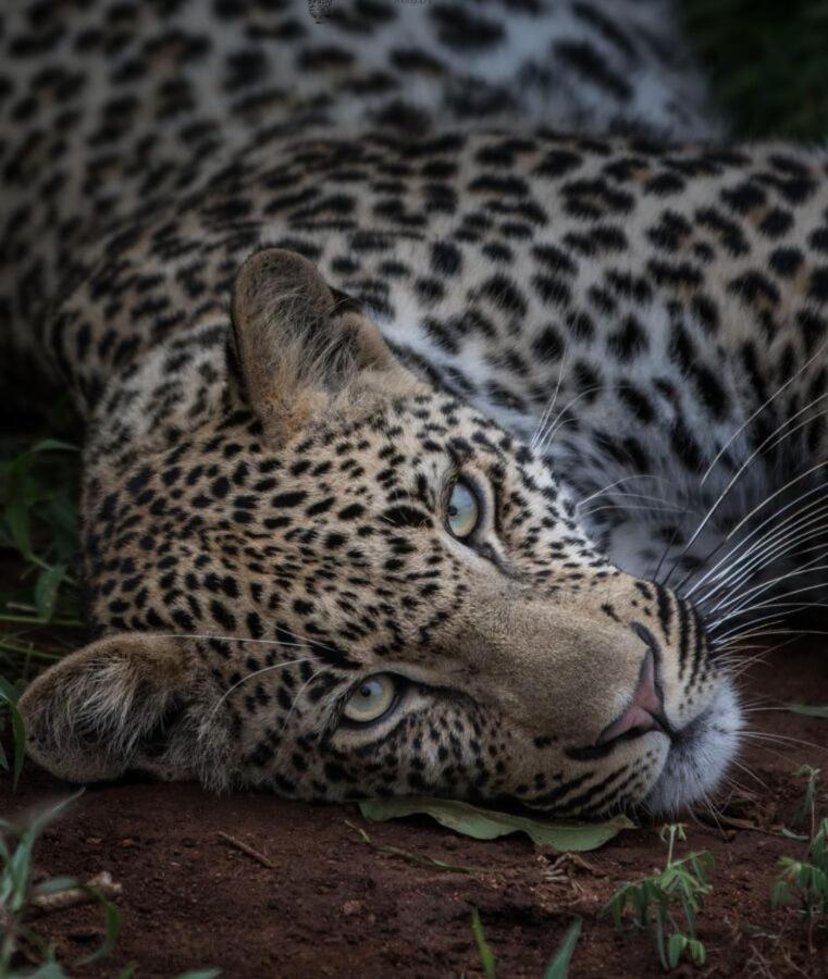 Leopard Hills Private Game Reserve Sabi Sand Vadrezervátum Kültér fotó