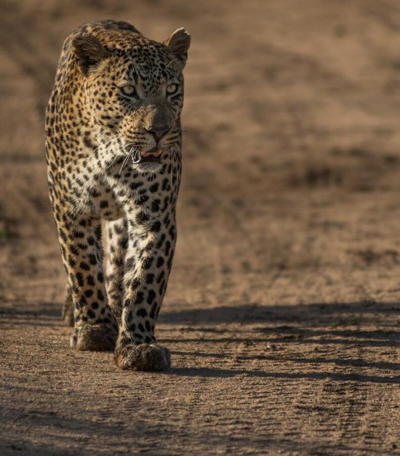 Leopard Hills Private Game Reserve Sabi Sand Vadrezervátum Kültér fotó